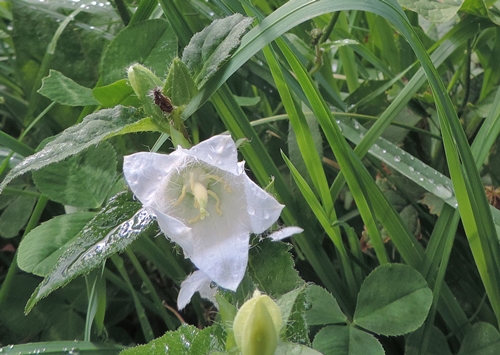 Bianco daa ident - Campanula trachelium